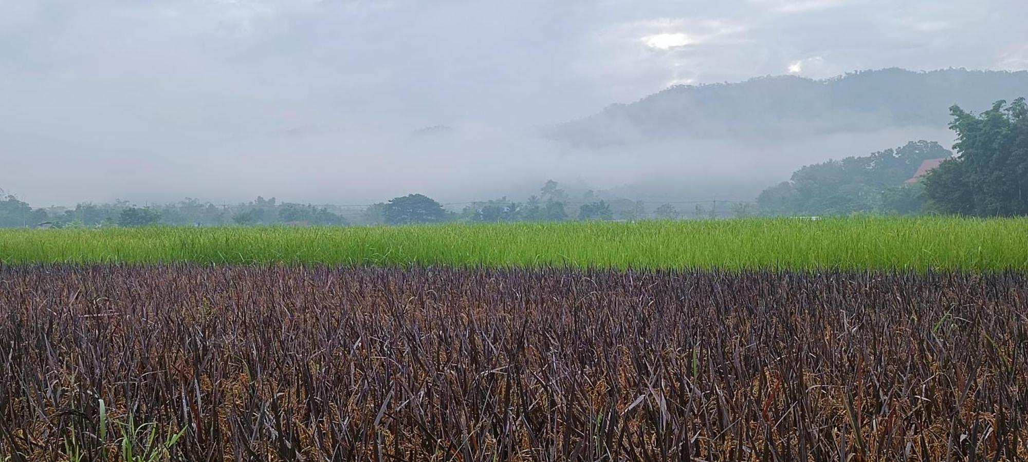 Kaewma Farmstay Khuang Kom Room photo